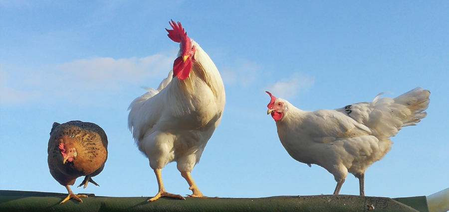 la coquille ardechoise poules pondeuse bio cailles sans ogm ardeche