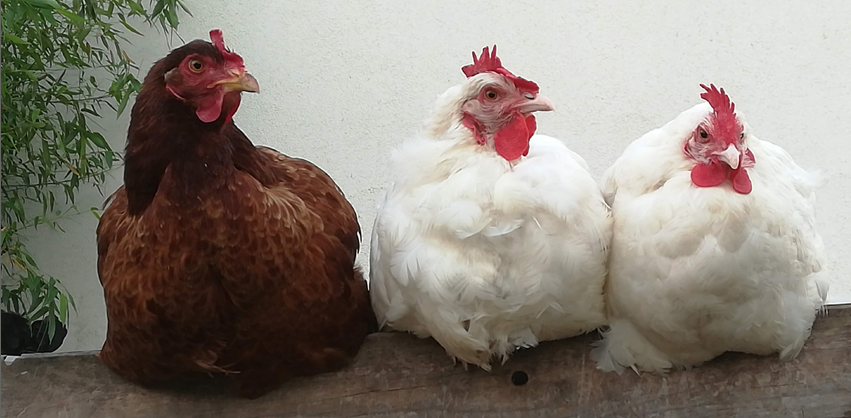 nos poules pondeuses biologiques Ardche